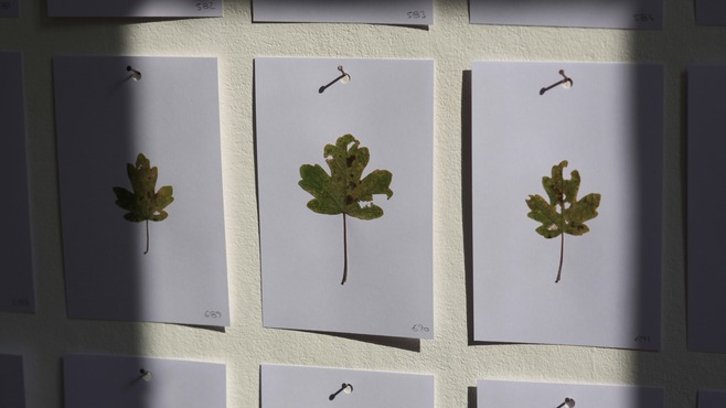 Oeuvres sans artistes - Toutes les feuilles d'un arbre