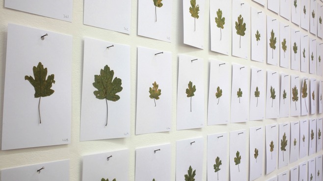 Oeuvres sans artistes - Toutes les feuilles d'un arbre